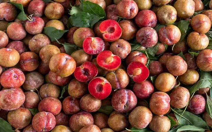 Mận Hà Nội Trồng Ở Đâu Mận Hà Nội Trồng Ở Đâu