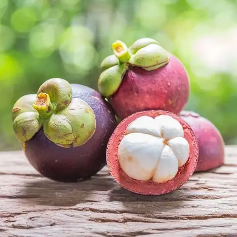 Măng Cụt Ở Đâu Ngon Nhất Măng Cụt Ở Đâu Ngon Nhất