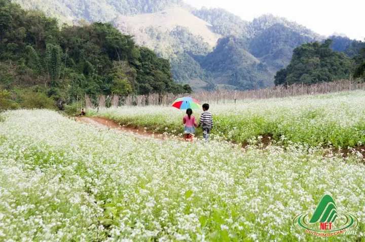 Mộc Châu Sơn La Có Gì Đẹp