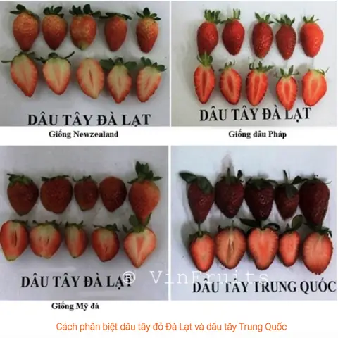 Mùa Dâu Tây Đà Lạt Tháng Mấy Mùa Dâu Tây Đà Lạt Tháng Mấy