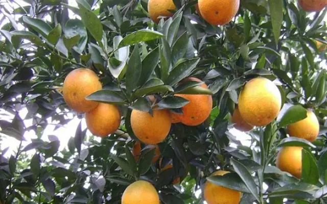 Mùa Đông Có Hoa Gì Đặc Trưng Mùa Đông Có Hoa Gì Đặc Trưng