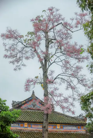 Mùa Hoa Ngô Đồng Ở Huế Mùa Hoa Ngô Đồng Ở Huế