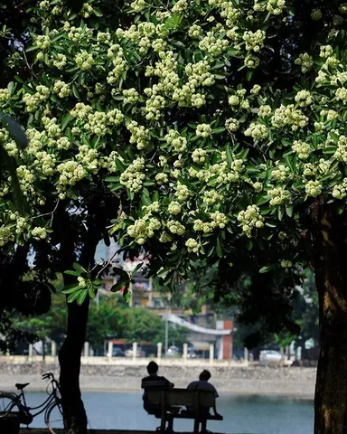 Mùa Hoa Sữa Là Mùa Nào Mùa Hoa Sữa Là Mùa Nào
