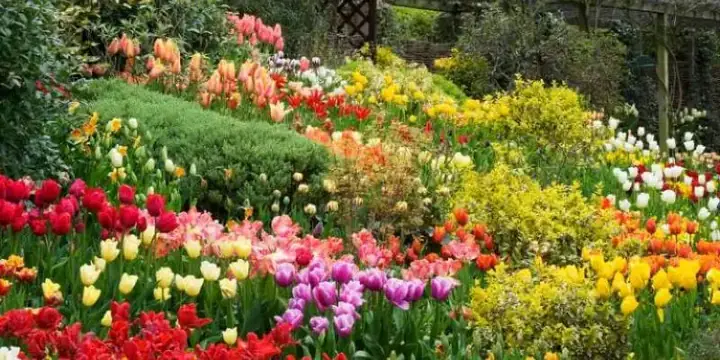 Mua Hoa Tulip Ở Đà Lạt Mua Hoa Tulip Ở Đà Lạt