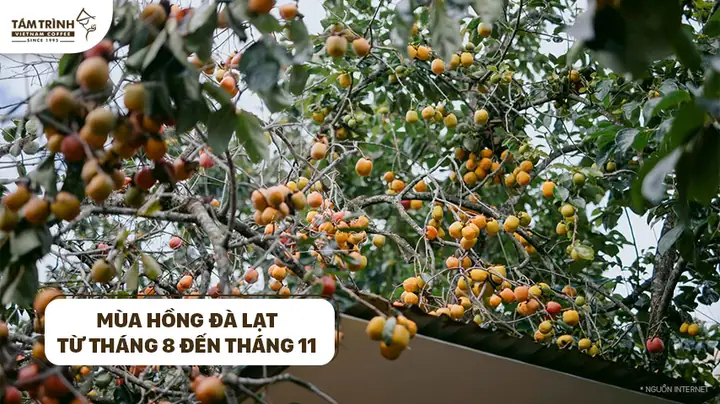 Mùa Hồng Giòn Vào Tháng Mấy Mùa Hồng Giòn Vào Tháng Mấy