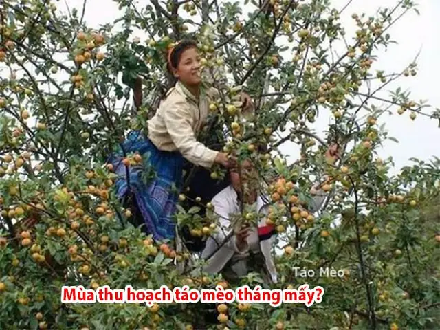 Mùa Táo Mèo Vào Tháng Mấy