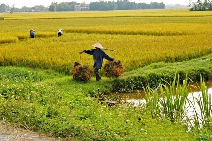 Những Hình Ảnh Về Cánh Đồng Lúa Những Hình Ảnh Về Cánh Đồng Lúa