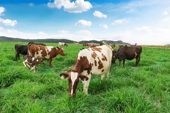 Nông Trại Bò Sữa Đà Lạt Milk Nông Trại Bò Sữa Đà Lạt Milk