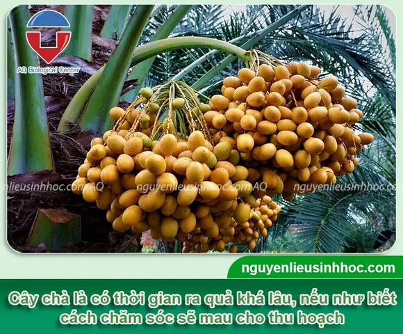 Quả Chà Là Trồng Ở Việt Nam Quả Chà Là Trồng Ở Việt Nam