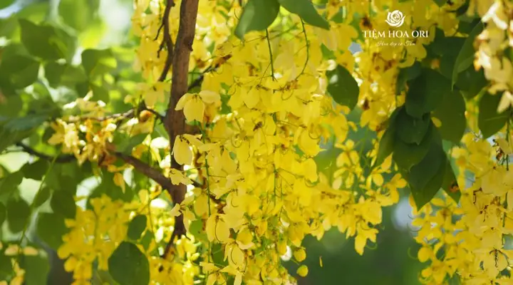 Quốc Hoa Của Thái Lan Là Hoa Gì Quốc Hoa Của Thái Lan Là Hoa Gì