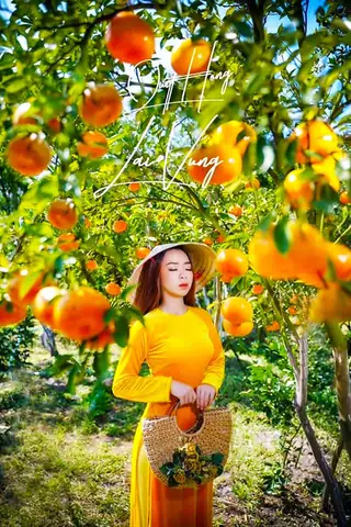Quýt 9 Hồng Vườn Quýt Hồng Chậu Lai Vung Quýt 9 Hồng Vườn Quýt Hồng Chậu Lai Vung