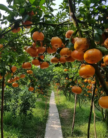 Quýt Hồng Lai Vung Lai Vung Đồng Tháp Quýt Hồng Lai Vung Lai Vung Đồng Tháp