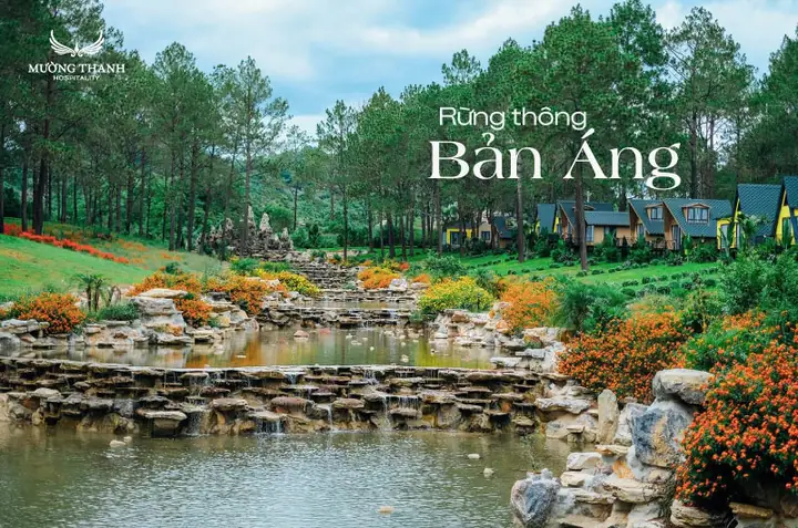 Rừng Thông Bản Áng Có Gì Rừng Thông Bản Áng Có Gì