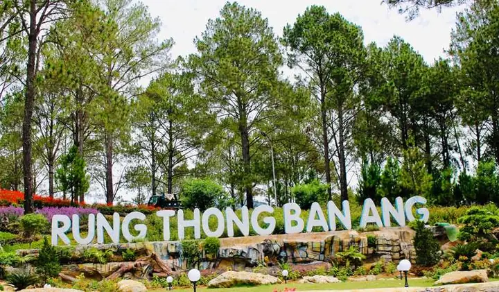 Rừng Thông Bản Áng Ở Đâu Rừng Thông Bản Áng Ở Đâu