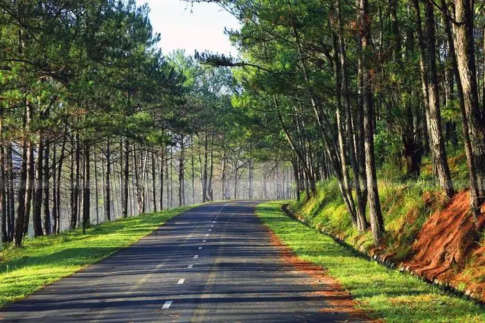 Rừng Thông Đà Lạt Ở Đâu Rừng Thông Đà Lạt Ở Đâu