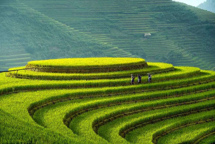 Ruộng Bậc Thang La Pán Tẩn Ruộng Bậc Thang La Pán Tẩn