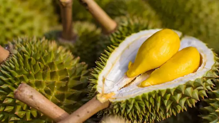 Sầu Riêng Miền Nào Ngon Nhất Sầu Riêng Miền Nào Ngon Nhất