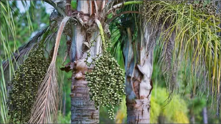 Tác Dụng Của Hạt Đác Tươi Tác Dụng Của Hạt Đác Tươi