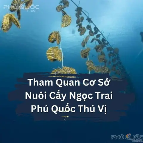 Tham Quan Cơ Sở Nuôi Cấy Ngọc Trai Phú Quốc Tham Quan Cơ Sở Nuôi Cấy Ngọc Trai Phú Quốc