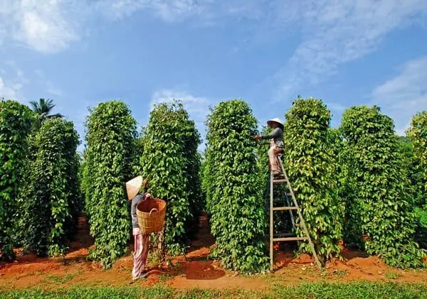 Tham Quan Vườn Tiêu Phú Quốc