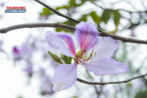 Tháng 2 Hoa Ban Ngập Tràn Tháng 2 Hoa Ban Ngập Tràn