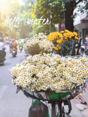 Tháng 8 Là Mùa Hoa Gì Ở Hà Nội Tháng 8 Là Mùa Hoa Gì Ở Hà Nội