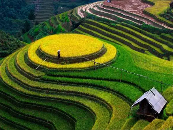 Thuyết Minh Về Ruộng Bậc Thang Thuyết Minh Về Ruộng Bậc Thang