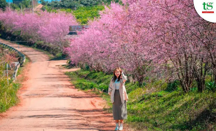 Vườn Hoa Mai Anh Đào Măng Đen Vườn Hoa Mai Anh Đào Măng Đen