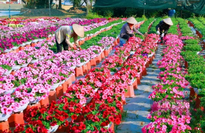 Vườn Hoa Ninh Phúc Ninh Bình Vườn Hoa Ninh Phúc Ninh Bình
