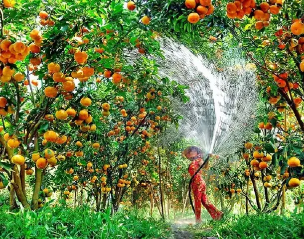 Vườn Trái Cây Ba Tâm Bình Dương Vườn Trái Cây Ba Tâm Bình Dương