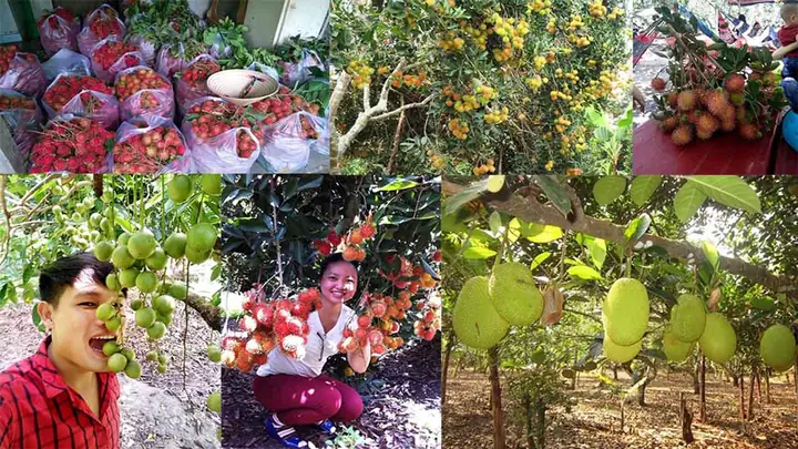 Vườn Trái Cây Cù Lao An Bình Vườn Trái Cây Cù Lao An Bình