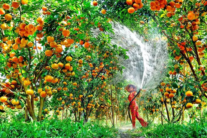 Vườn Trái Cây Mỹ Khánh Cần Thơ Vườn Trái Cây Mỹ Khánh Cần Thơ