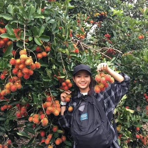 Vườn Trái Cây Ở Long Khánh Vườn Trái Cây Ở Long Khánh