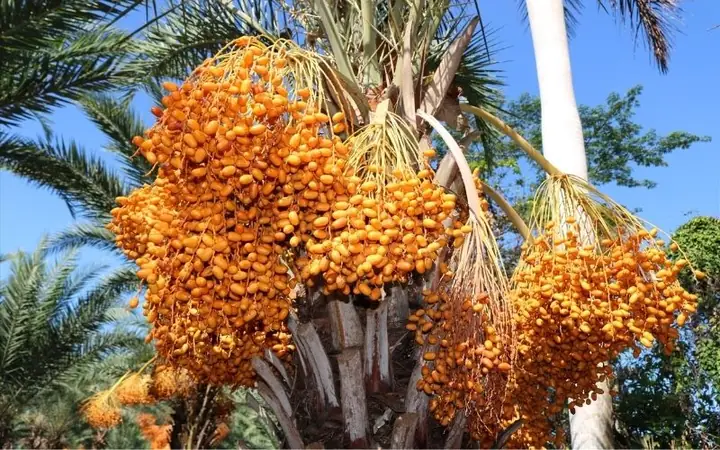 Cây Chà Là Trồng Ở Đâu