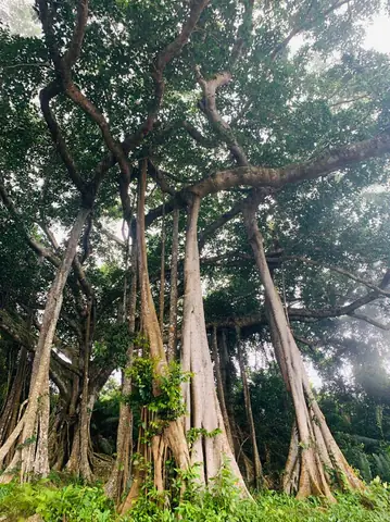 Cây Đa Cổ Thụ Ngàn Năm
