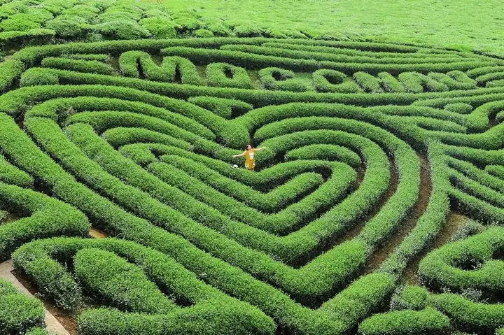 Đồi Chè Mộc Châu Ở Đâu Đồi Chè Mộc Châu Ở Đâu