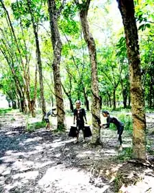 Đồn Điền Cao Su Là Gì