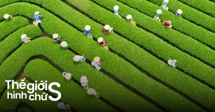 Du Lịch Mộc Châu Từ Hà Nội Du Lịch Mộc Châu Từ Hà Nội