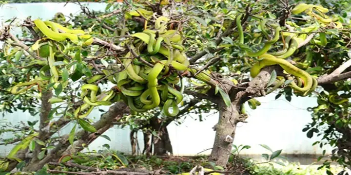 Giá Vé Trại Rắn Đồng Tâm Giá Vé Trại Rắn Đồng Tâm
