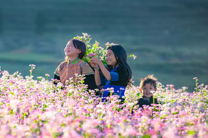 Hình Ảnh Hoa Tam Giác Mạch Hà Giang