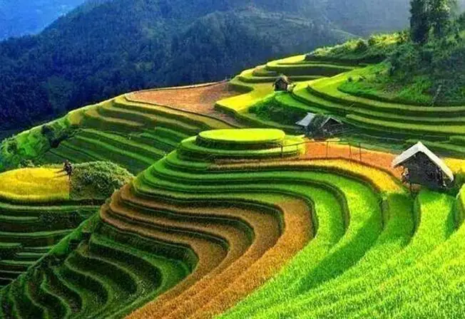 Hình Ảnh Ruộng Bậc Thang Ở Sapa Hình Ảnh Ruộng Bậc Thang Ở Sapa