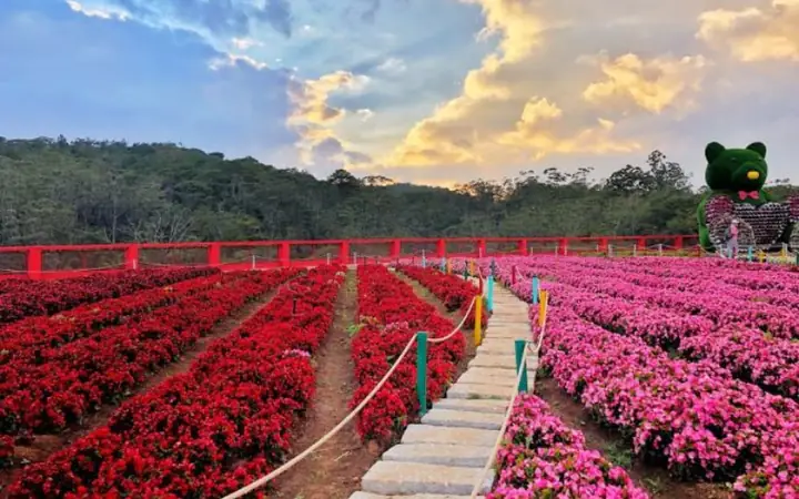 Hình Ảnh Vườn Hoa Đà Lạt Hình Ảnh Vườn Hoa Đà Lạt