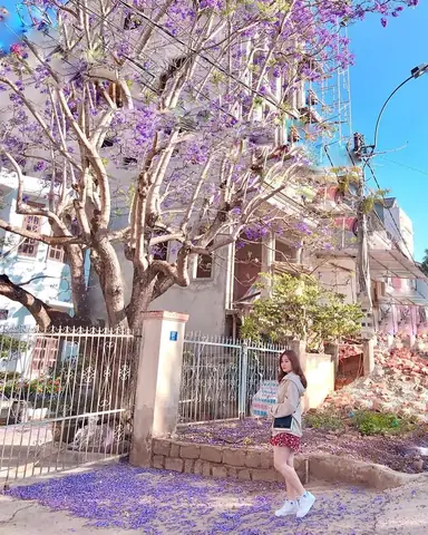 Hoa Phượng Tím Đà Lạt Nở Vào Tháng Mấy Hoa Phượng Tím Đà Lạt Nở Vào Tháng Mấy
