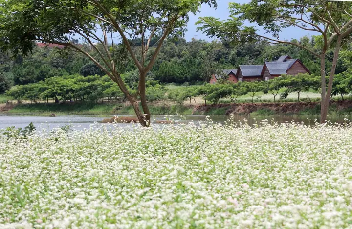 Hoa Tam Giác Mạch Đà Lạt Hoa Tam Giác Mạch Đà Lạt