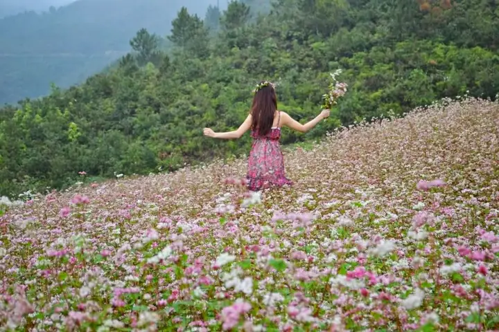 Hoa Tam Giác Mạch Nở Tháng Mấy Hoa Tam Giác Mạch Nở Tháng Mấy