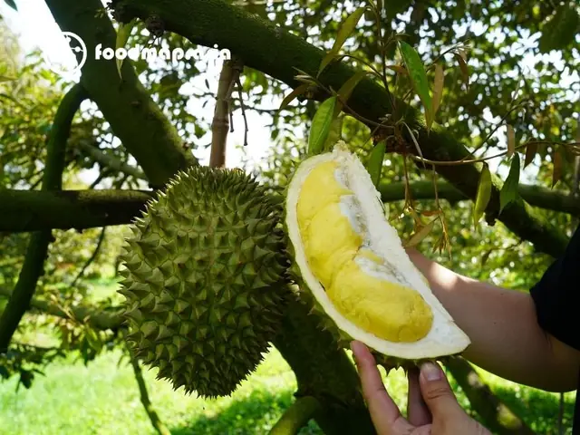 Sầu Riêng Ở Đâu Ngon Nhất Sầu Riêng Ở Đâu Ngon Nhất