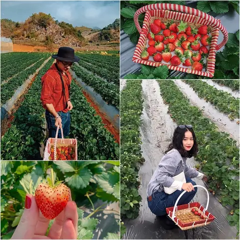 Trang Trại Dâu Tây Mộc Châu