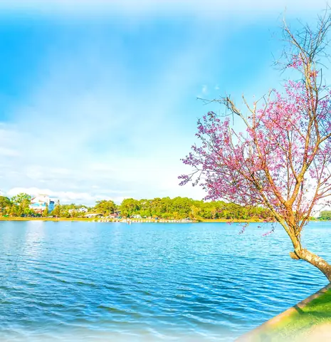 Tranh Vẽ Hồ Xuân Hương Đà Lạt Tranh Vẽ Hồ Xuân Hương Đà Lạt