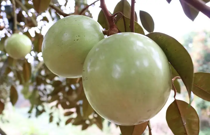 Vú Sữa Lò Rèn Vĩnh Kim Vú Sữa Lò Rèn Vĩnh Kim