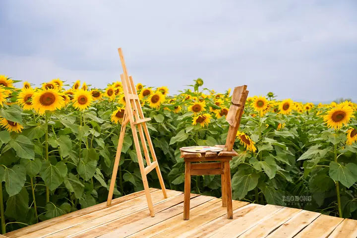 Vườn Hoa Hướng Dương Nghệ An Vườn Hoa Hướng Dương Nghệ An